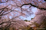 【2020福山市おすすめ桜名所14選】 厳選したお花見、桜スポットをまとめて紹介！／広島県福山市