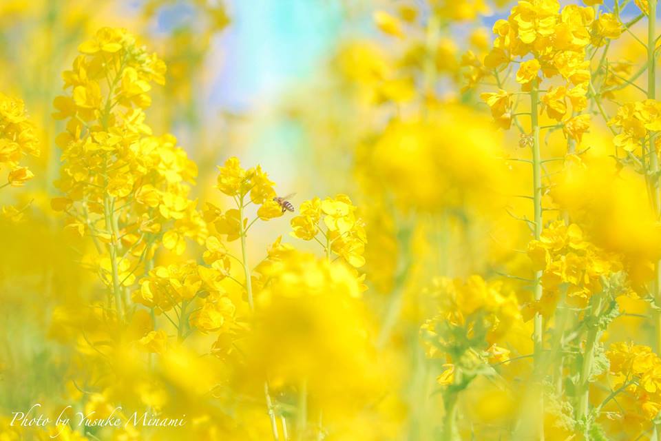 【田尻町の菜の花畑】2019年3月10日に菜の花まつり開催!30万本の菜の花がお出迎え!/広島県福山市