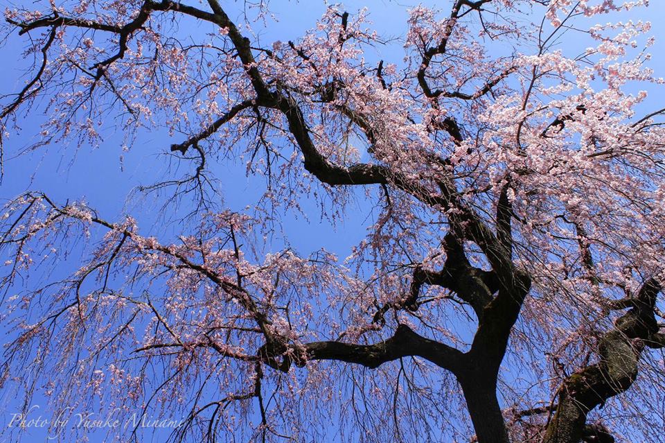 【福泉坊のしだれ桜】 沼隈町にある福泉坊の2017年4月4日現在の桜開花状況は??/広島県福山市