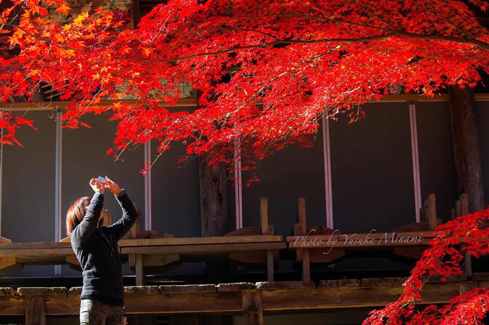 【御調八幡宮】三原市の紅葉と桜の名所!さらにはホタルも見れる!/広島県三原市