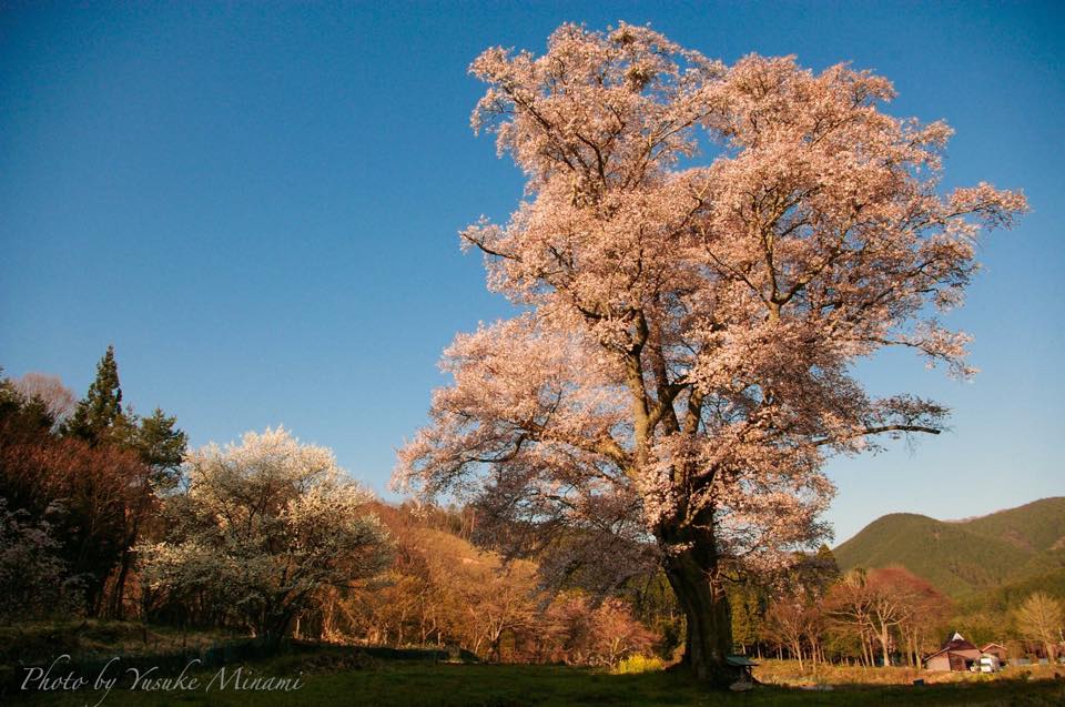 【千鳥別尺のヤマザクラ】 樹齢500年のヤマザクラ、桜ライトアップも？？/広島県庄原市