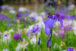 【春日池公園】花菖蒲園のしょうぶと紫陽花が見ごろ！/広島県福山市　