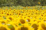 【夏の世羅高原農場2018】満開のひまわりが8月19日まで見ごろ、110万本のひまわりがお出迎え／広島県世羅郡世羅町