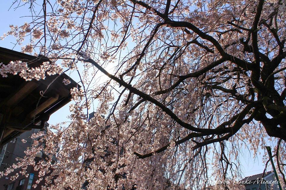 【福山市桜開花情報２０１７】 福山城などの桜の状況（４月３日）は？？～お花見シーズン～/広島県福山市