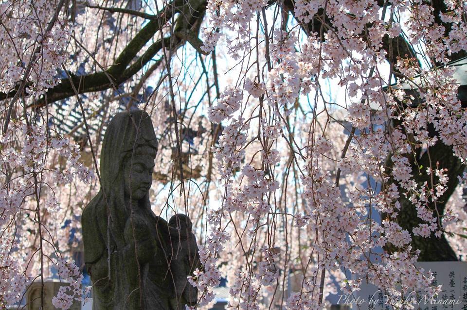 【福山市西桜町桜スポット】 魅了の桜景色、通安寺のしだれ桜/広島県福山市