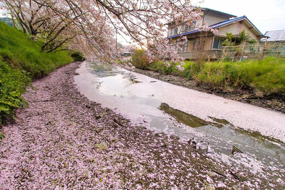【千年橋の花筏】 千年橋の川が桜色に？散りゆく桜の美しさ、その景色とは？/広島県福山市