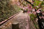 【鞆の浦桜絨毯】 雨と桜が交わる桜みぞれ、医王寺の桜散る雨景色を求めて/広島県福山市