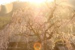 【福泉坊のしだれ桜】 沼隈町にある桜の名所で神々しい桜にうっとり！/広島県福山市