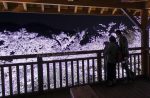 【筆影山の夜桜】ライトアップされた桜の雰囲気がとても良い！/広島県三原市