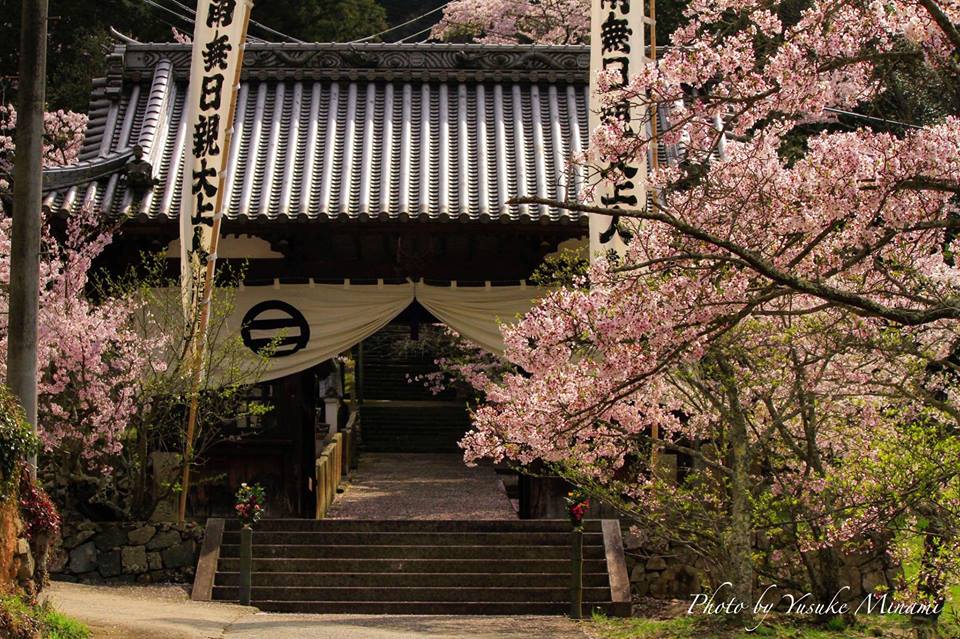【常国寺の桜】福山市熊野町の花見スポットはここがおすすめ！/広島県福山市