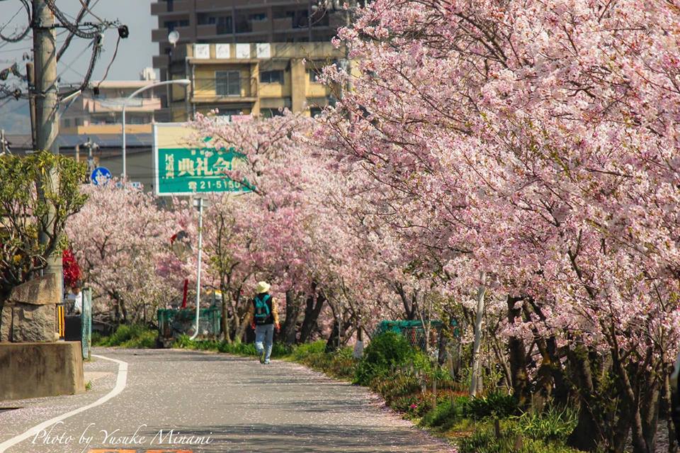 【尾道桜土手】1.7キロの桜並木、春の尾道を散歩するならここ！/広島県尾道市