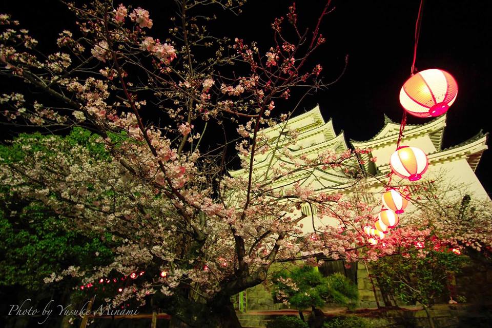 ライトアップされた福山城と桜、2019年の開花状況は？/広島県福山市