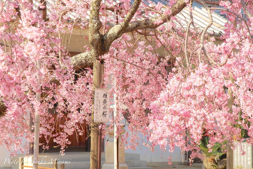 尾道市のしだれ桜スポット天寧寺！三重塔からの景色も紹介！/広島県尾道市