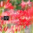 【福山市彼岸花スポット】見頃は9月？県内最大級の神辺町堂々川公園でヒガンバナを見よう！！/広島県福山市