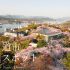 【尾道市桜名所11選】オススメお花見桜スポットをまとめて紹介、開花や見ごろはいつ？/広島県尾道市